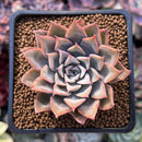 Echeveria 'Preludio' 2" Succulent Plant