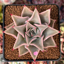 Echeveria 'Madiba' 2"-3" Cutting Succulent Plant