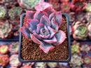 Echeveria 'Luella' 2" Succulent Plant
