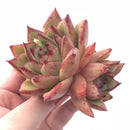 Echeveria Agavoides Maria Large 4” Rare Succulent Plant
