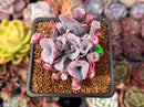 Echeveria 'Trumpet Pinky' 2" Succulent Plant