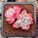 Echeveria sp. Cluster 1" Succulent Plant