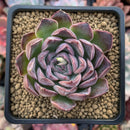 Echeveria 'Chung-Ha' 2" Succulent Plant