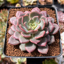 Echeveria 'Cindy' 2"-3" Succulent Plant