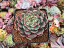 Echeveria 'Mosan' 3" Succulent Plant