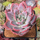 Echeveria 'Purple Champaign' 3" Succulent Plant