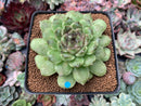 Echeveria Agavoides 'Amethyst' 3" Succulent Plant