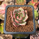Echeveria 'White Champaign' 1" Succulent Plant