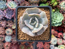 Echeveria 'Lilacina' Mutated 2" Powdery Succulent Plant