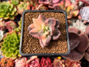 Pachyveria 'Oviferum Shireiden' Variegated 1" Succulent Plant