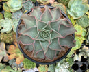 Echeveria 'Madiba' 6" Large Succulent Plant