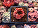 Echeveria 'Golden Burger' 1" Small Succulent Plant