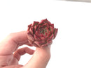 Echeveria 'Jelly Peach' Small 1" New Hybrid Succulent Plant