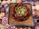 Echeveria 'Black Tan' 2" Succulent Plant