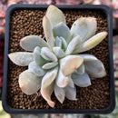 Echeveria 'Exotic' 1" Powdery Succulent Plant