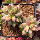 Pachyphytum 'Compactum' 2"-3" Cluster Succulent Plant