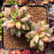 Pachyphytum 'Compactum' 2"-3" Cluster Succulent Plant