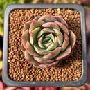 Echeveria 'Purple' 1" Succulent Plant