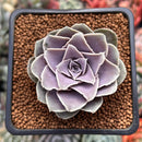 Echeveria Diffractens 1" Succulent Plant
