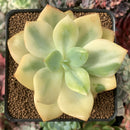 Echeveria 'Hakuhou' Variegated 3"-4" Succulent Plant