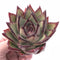 Echeveria Agavoides Black Edge Selected Clone 4” Rare Succulent Plant