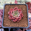 Echeveria 'Ember Rose' 1" Succulent Plant