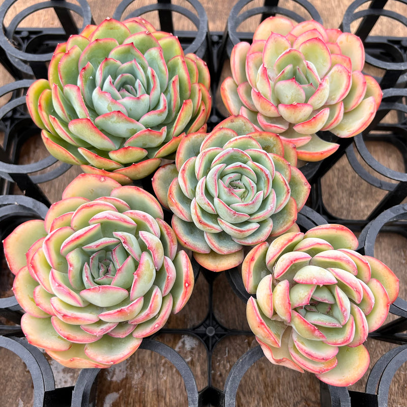succulent de Echeveria 'Morning Dew' 3"-4" *Set of 5* Succulent Plants – True Succulents Plant Co