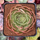 Echeveria 'Brown Rose' 2"-3" Succulent Plant