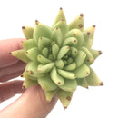 Echeveria Agavoides 'Corduroy' Bifurcated 2"-3" Rare Succulent Plant
