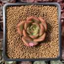 Echeveria Agavoides 'Padma' 2" Succulent Plant