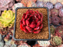 Echeveria Agavoides 'Rubra' 1"-2" Succulent Plant