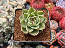 Echeveria Agavoides 'Blue Dragon' 3" Succulent Plant