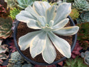 Echeveria 'Japan Moon River' Variegated 4"-5" Succulent Plant
