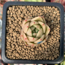 Echeveria Agavoides 'Spicy' 1/2" Small Succulent Plant