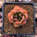 Echeveria Agavoides sp. 1" Succulent Plant