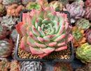 Echeveria 'Maria' 2"-3" Succulent Plant