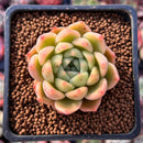 Echeveria sp. 1"-2" Succulent Plant