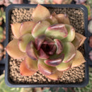 Echeveria Agavoides 'Black Queen' 2" Succulent Plant