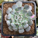 Echeveria 'Revolution' 2" New Hybrid Succulent Plant