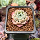 Echeveria 'Pink Spot' 1" Succulent Plant
