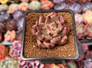 Echeveria Agavoides 'Shaikh' 2" Succulent Plant
