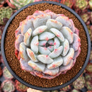 Echeveria 'Orange Monroe' 3" Powdery Succulent Plant