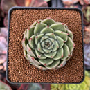 Echeveria 'Silver Ebony' 2" Succulent Plant