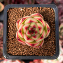 Echeveria 'Moonstone' 1" Succulent Plant