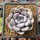 Echeveria 'Hayul' 2" New Hybrid Succulent Plant