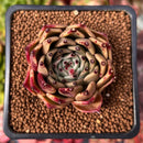 Echeveria Agavoides 'Sarabony' 2" Succulent Plant