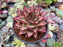 Echeveria Agavoides Superclone 5" Succulent Plant
