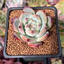 Echeveria 'Ratam' 2" Succulent Plant