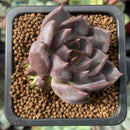 Echeveria Agavoides 'Magic Plot' 1" Succulent Plant