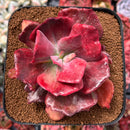 Echeveria 'Diamond State' Variegated 5" Succulent Plant
